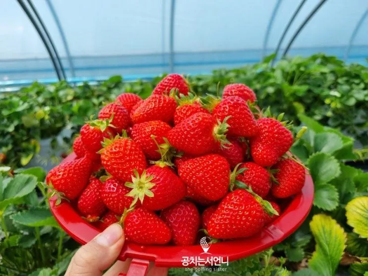 경남 진주딸기체험 하동 옥종 정티움딸기농장 예약하는 법