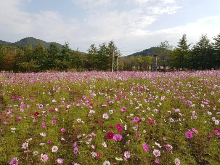 [파주/파평면] 한배미체험마을 / 율곡습지공원 (10월 코스모스)