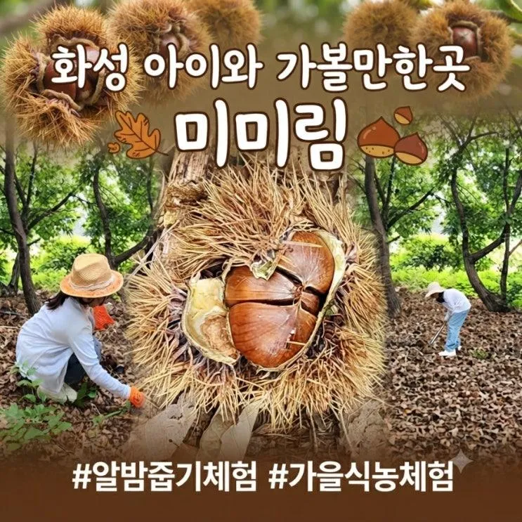 화성 미미림 밤줍기체험부터 요리체험까지 가을나들이하기 좋은곳