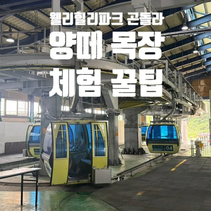 웰리힐리파크 곤돌라 할인 요금 및 양떼목장 체험 꿀팁 (ft. 브레이크 타임 주의!)