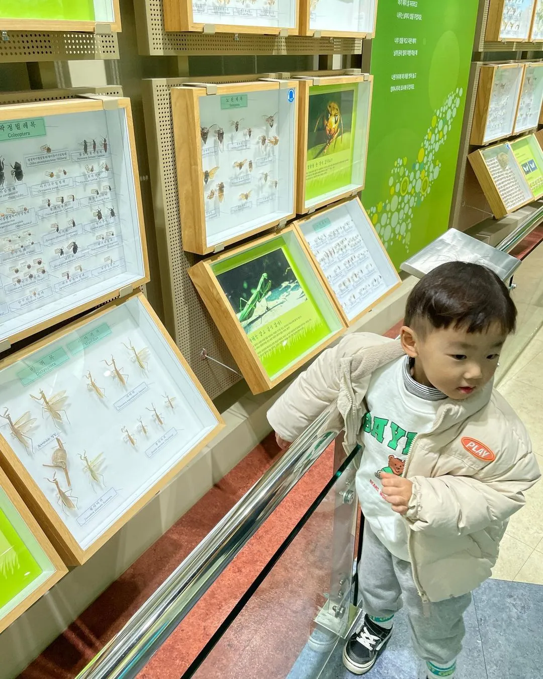 ヤンピョン昆虫博物館 写真 9