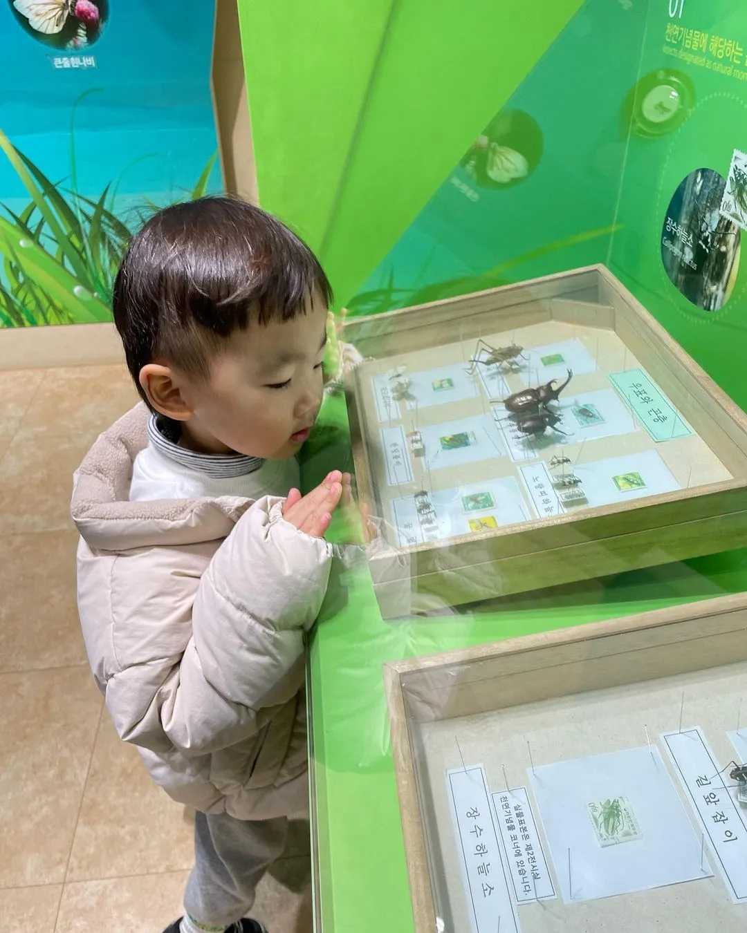 ヤンピョン昆虫博物館 写真 11