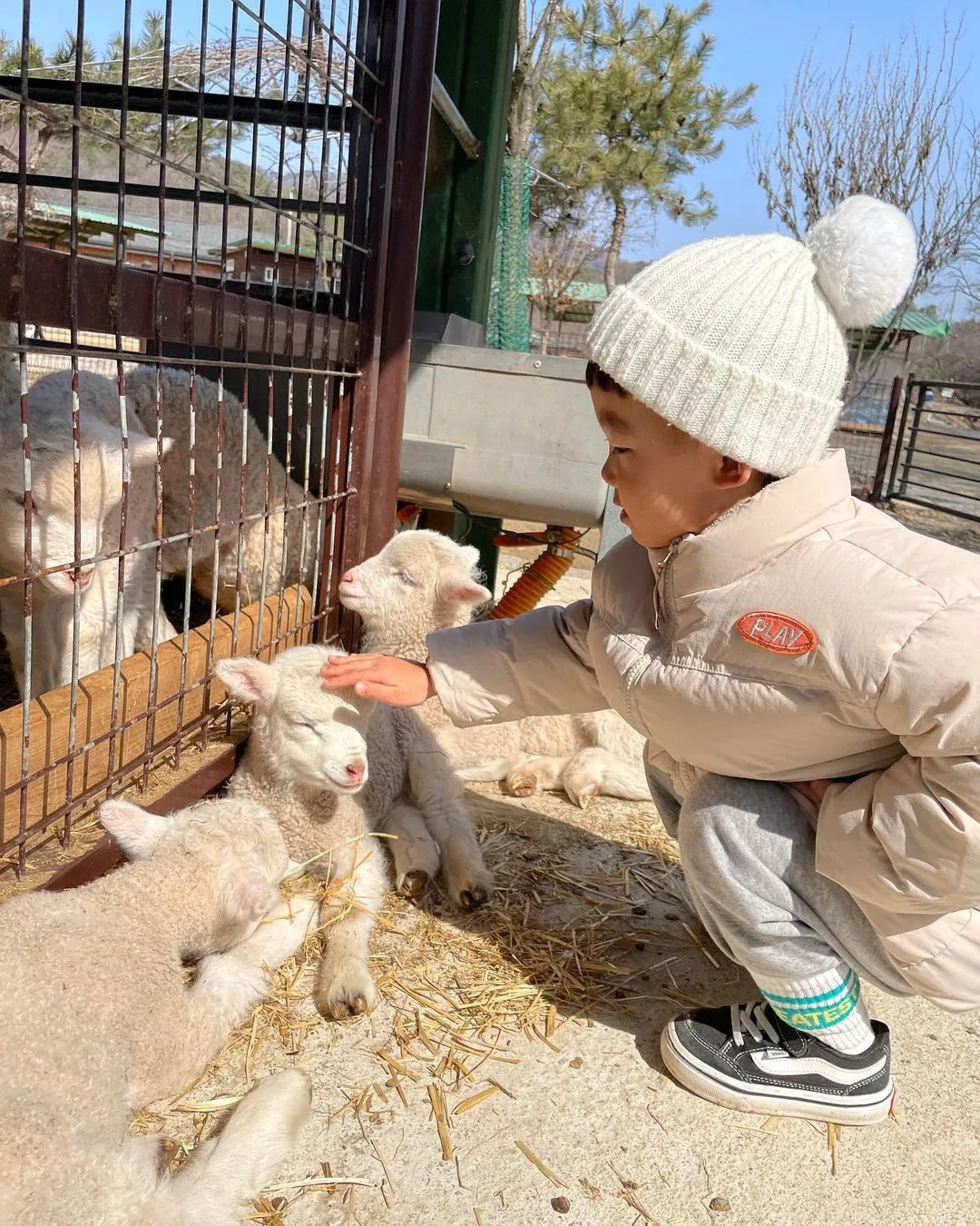 양평양떼목장
