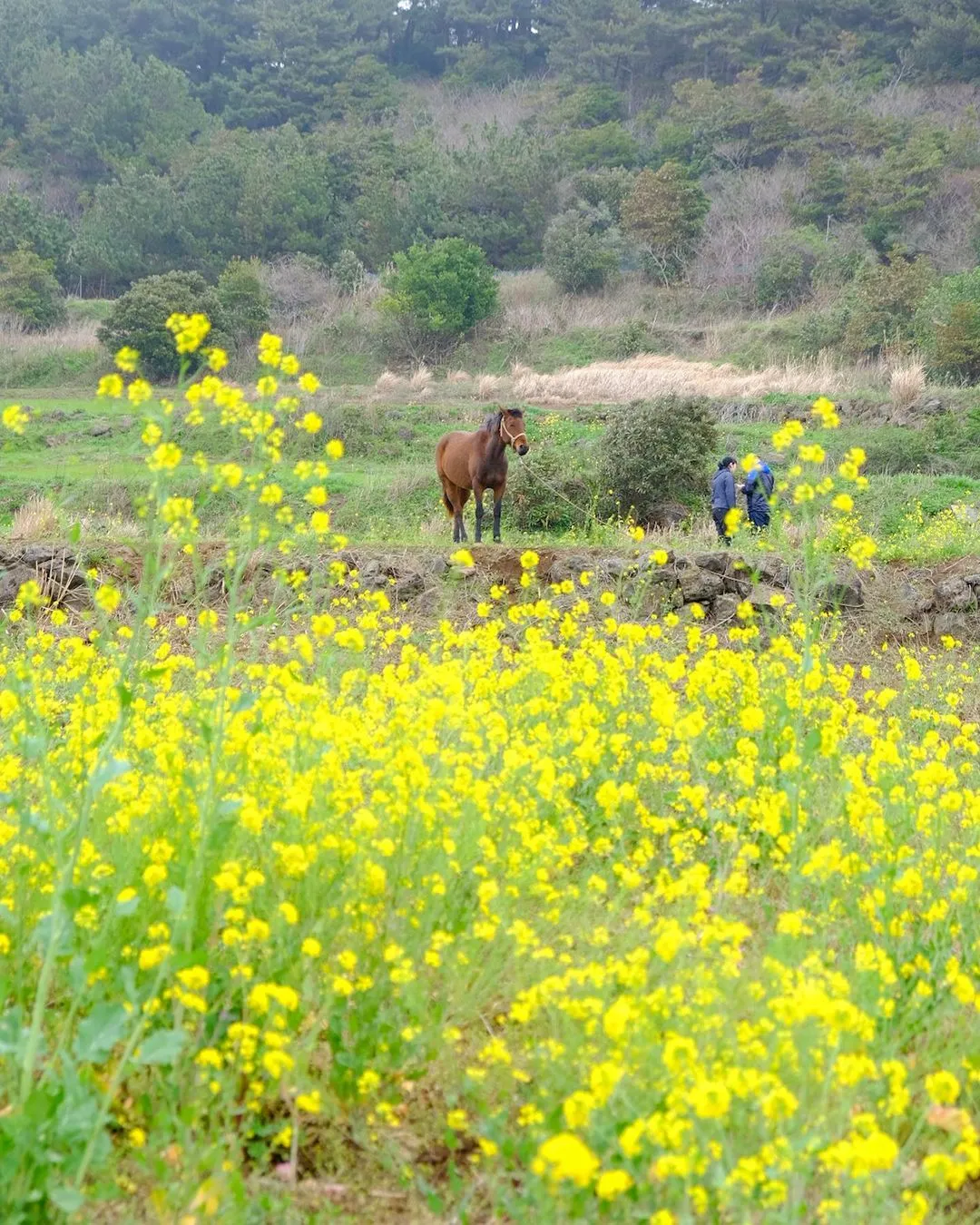 서우봉 사진 10