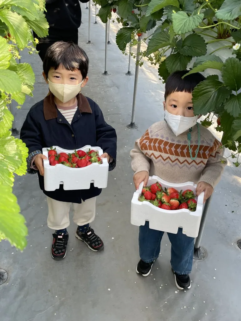 고씨딸기체험농원