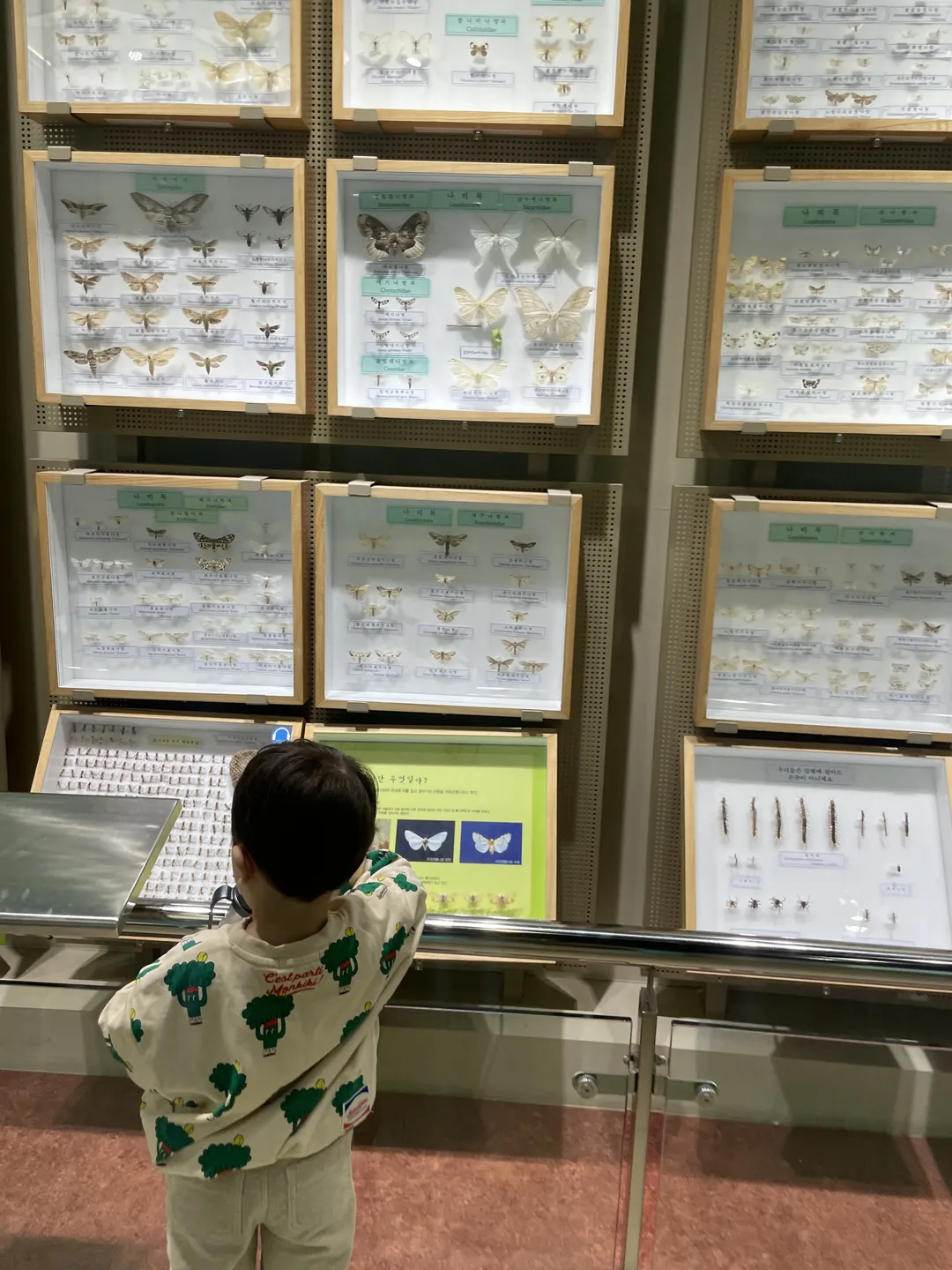 ヤンピョン昆虫博物館 写真 6