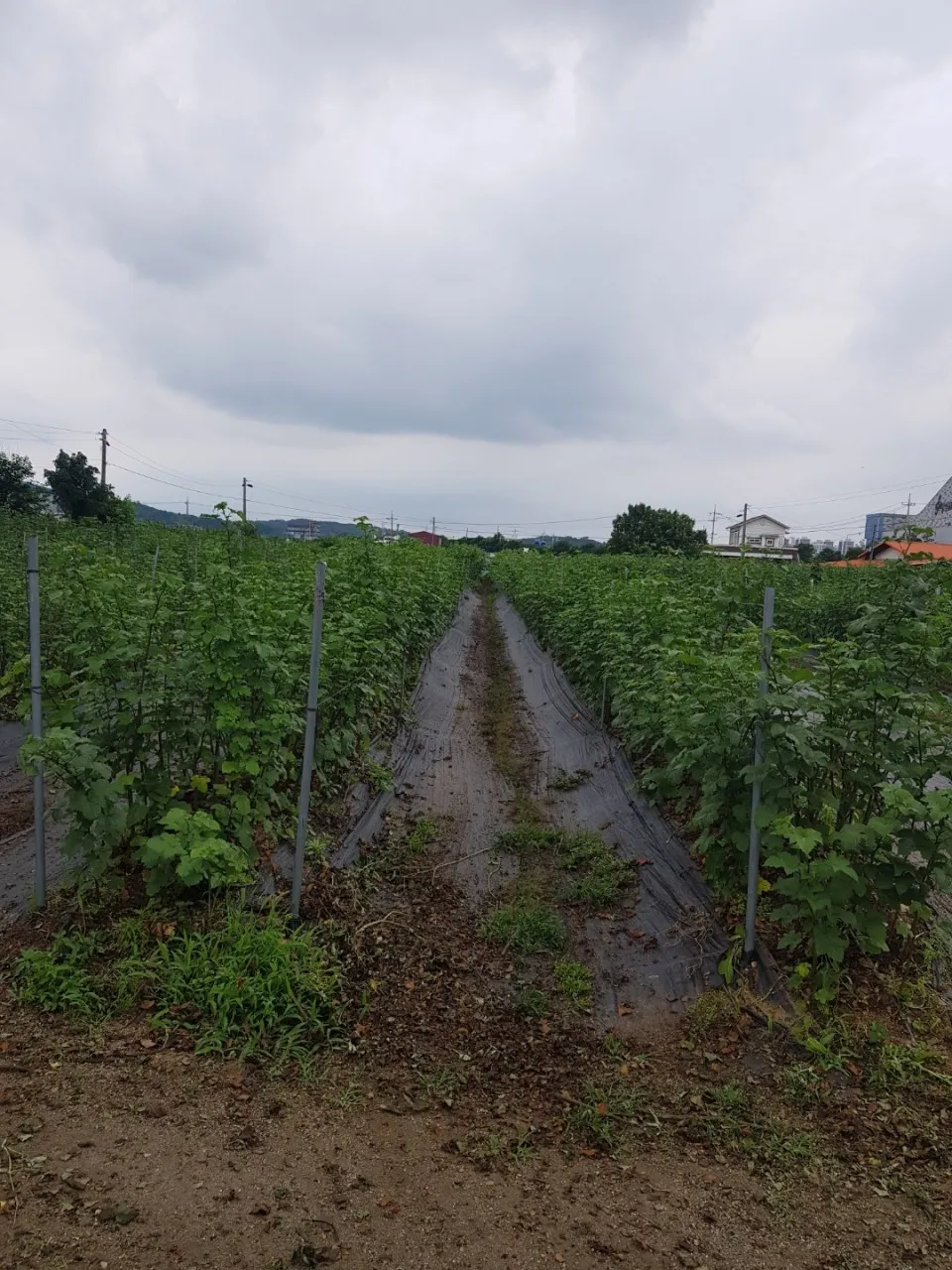 소담산딸기 사진 11
