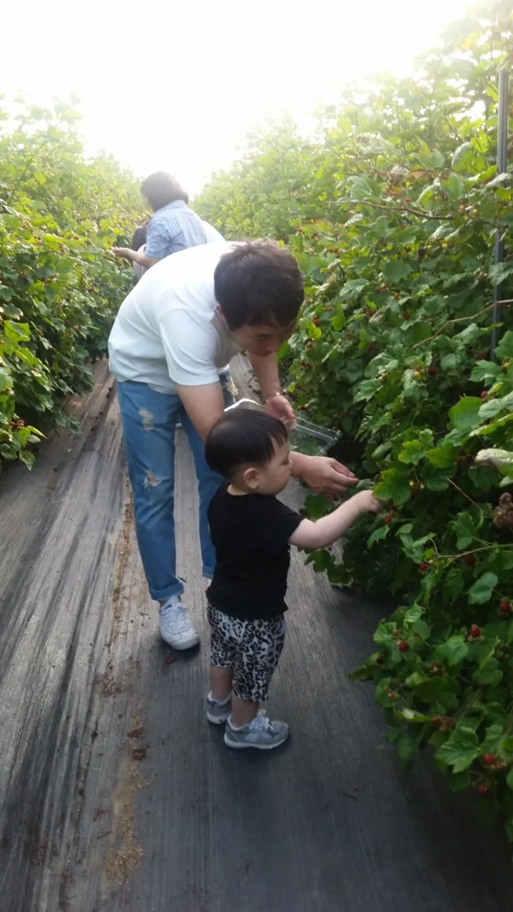 소담산딸기 사진 10