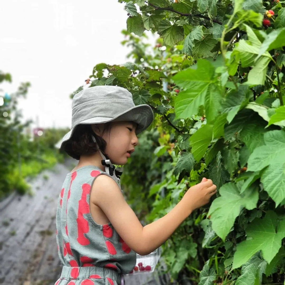 소담산딸기 사진 9
