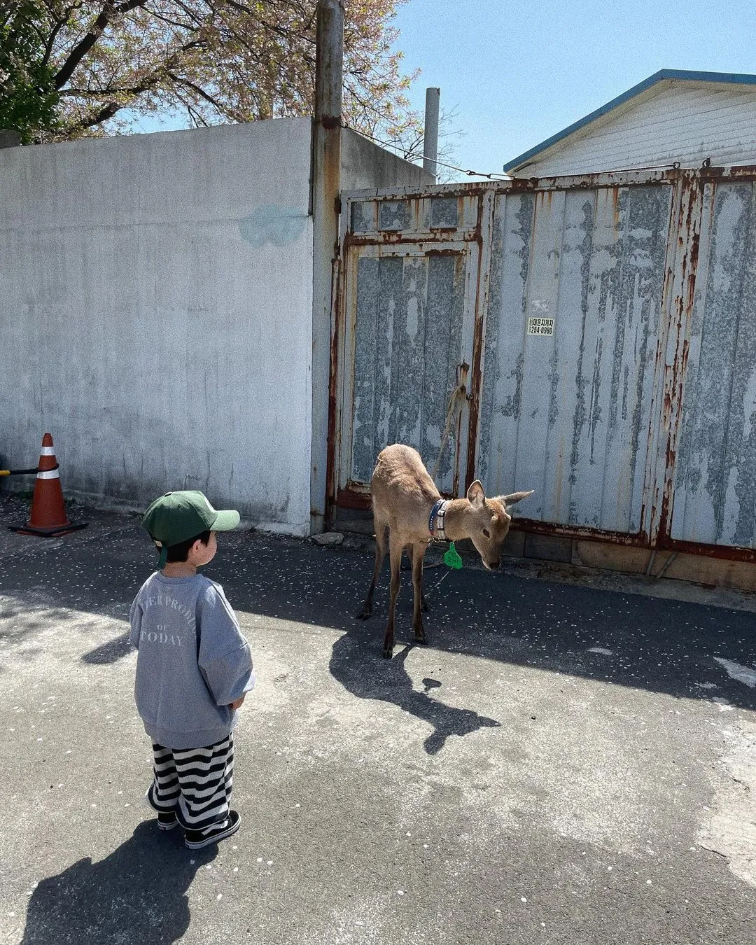 ユジン牧場 ボンチーズオリ 写真 7