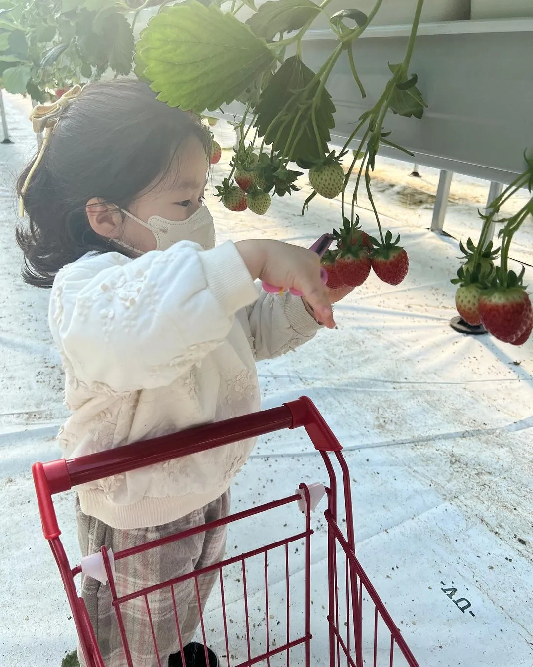 달보드레딸기농장