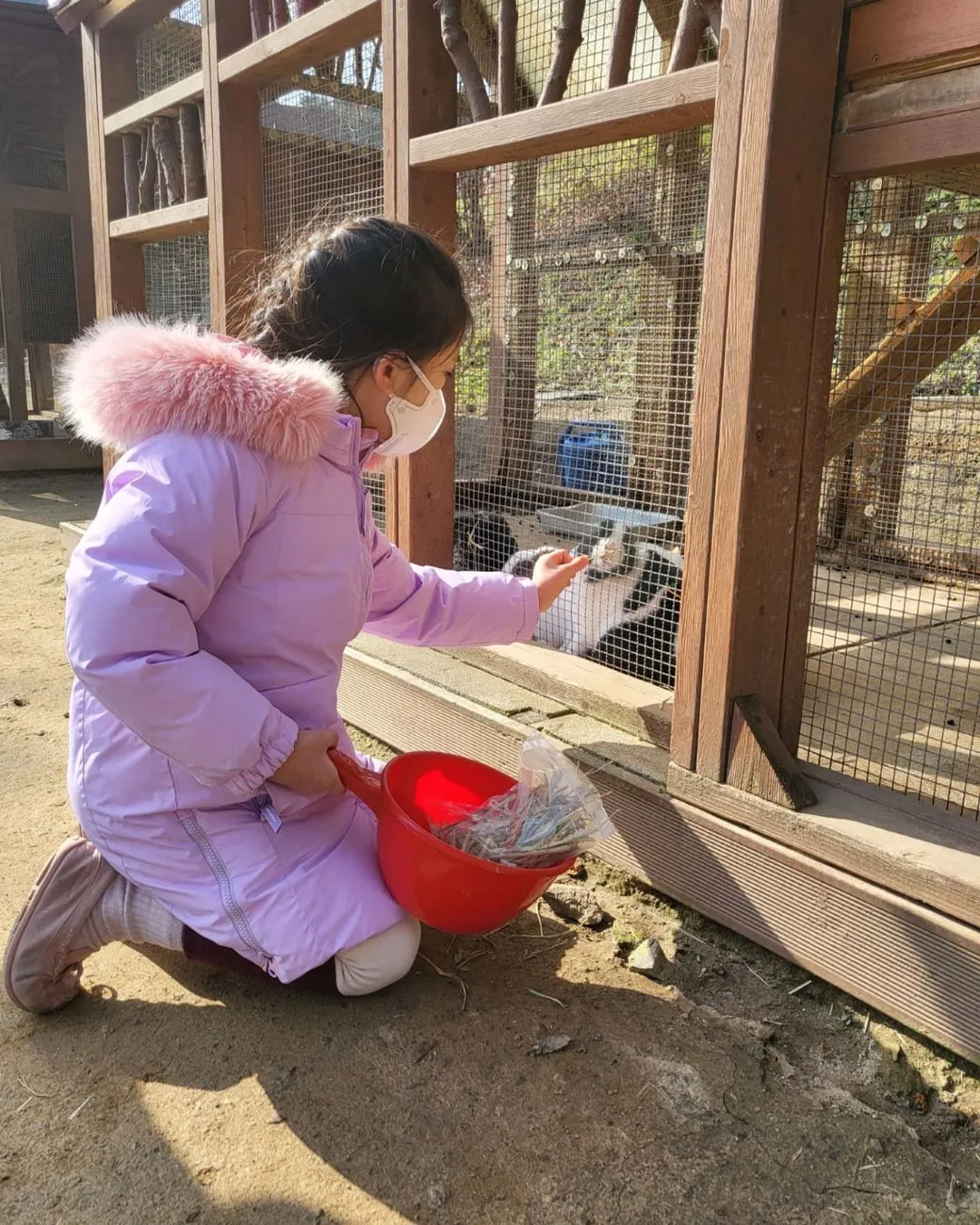 에델바이스 스위스 사진 13