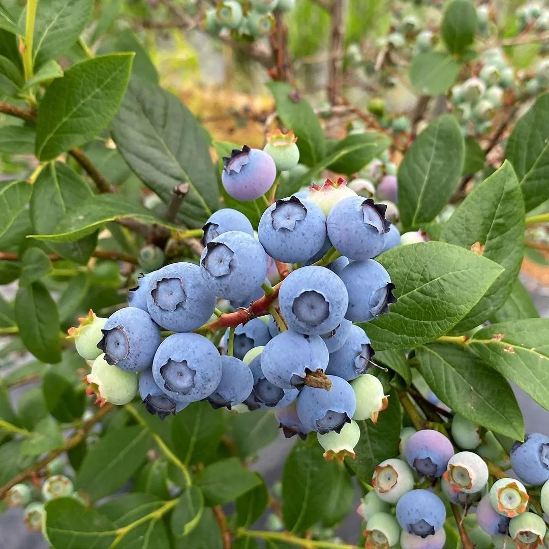 幸せな菜園 写真 7