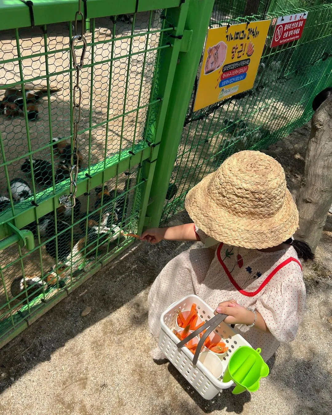 아침고요가족동물원 사진 9