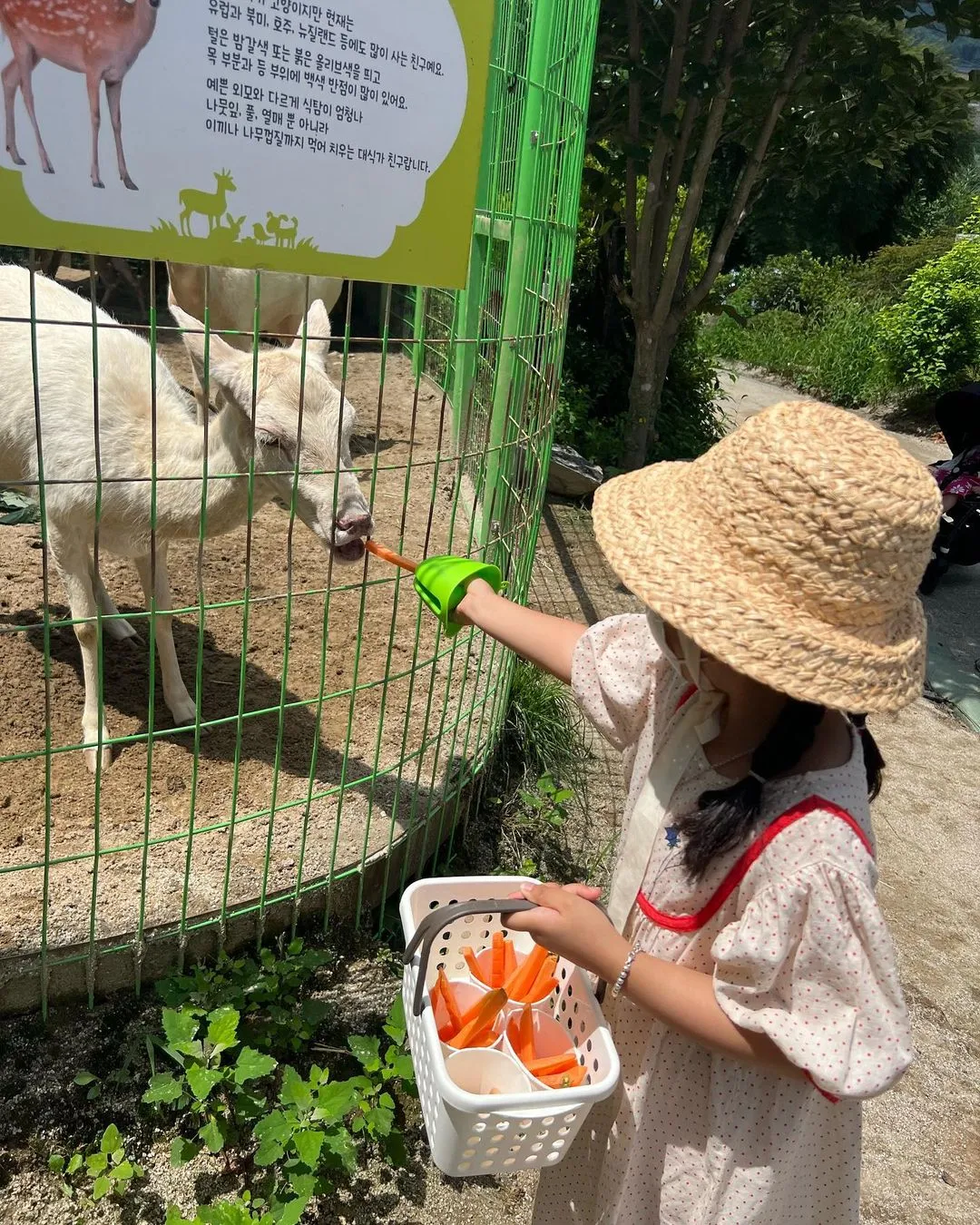 아침고요가족동물원 사진 10