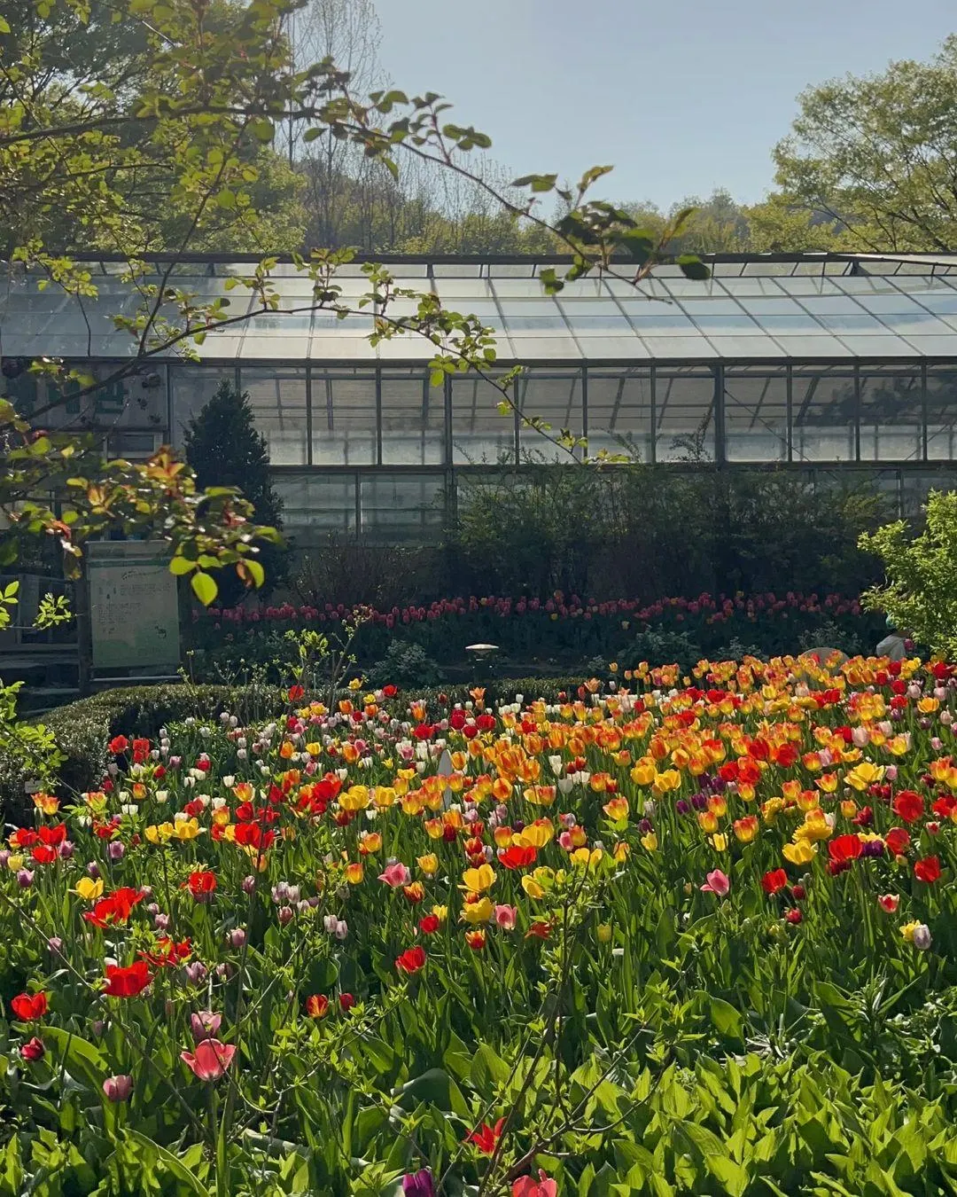新丘大学植物園 写真 6