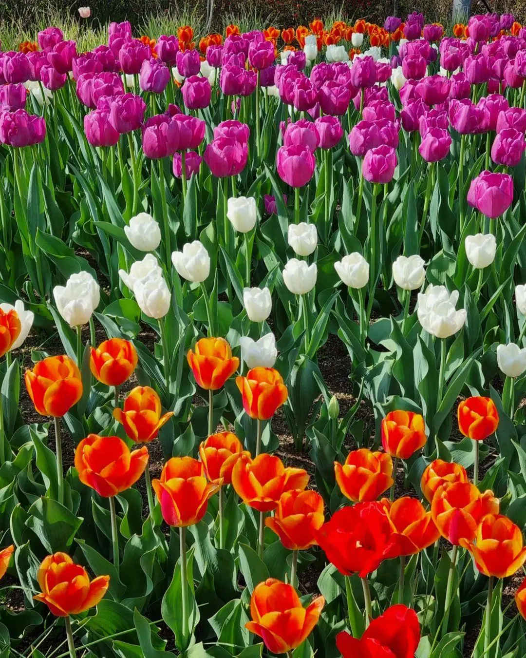 新丘大学植物園 写真 7