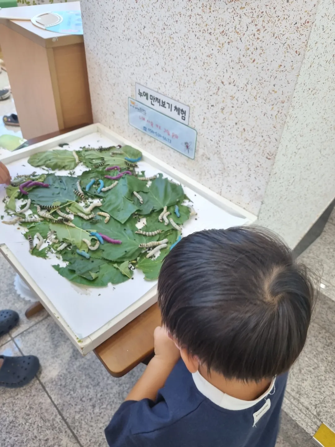 곤충생태전시관