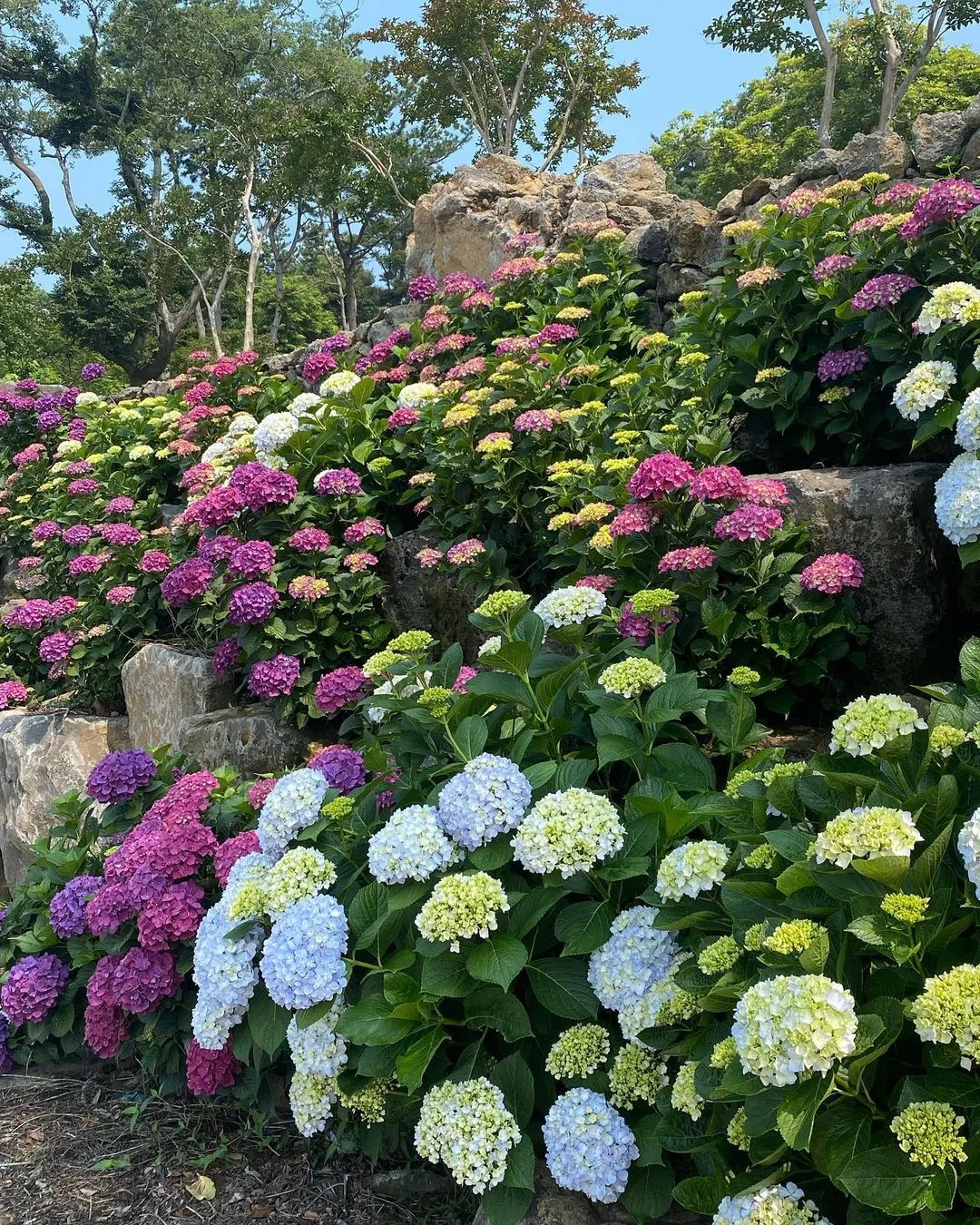 トンベクフォレスト 写真 6