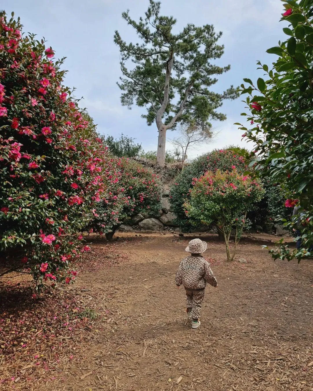 トンベクフォレスト 写真 9
