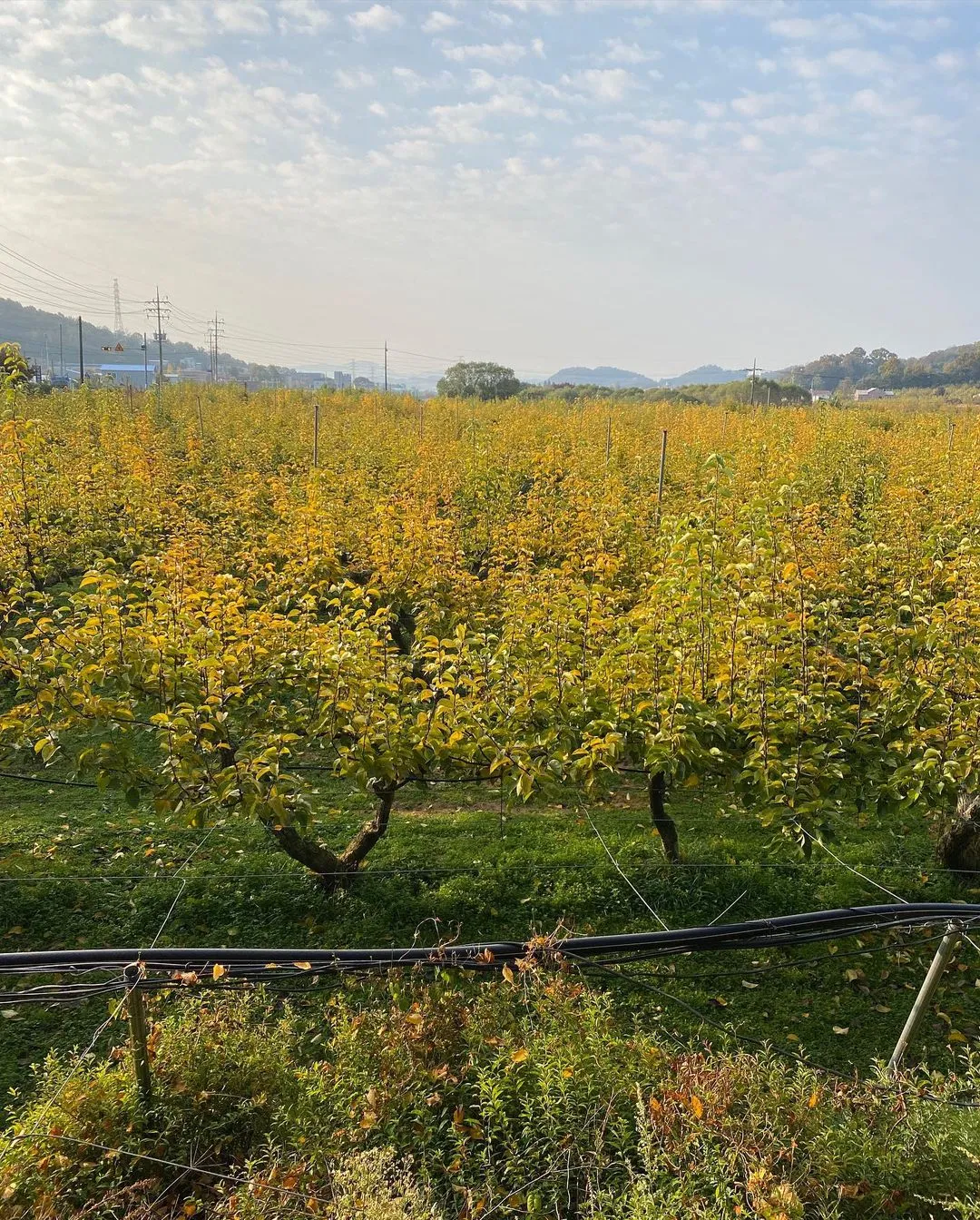 누렁이과수원 사진 11