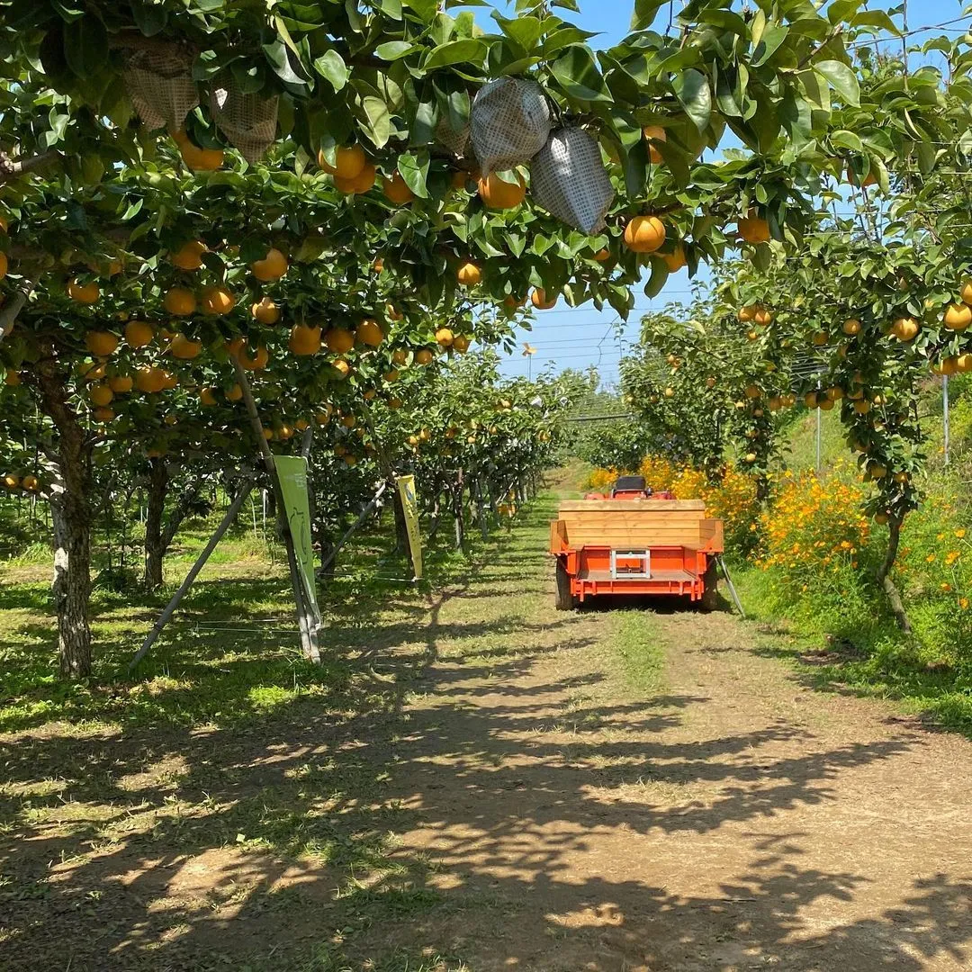 누렁이과수원 사진 6
