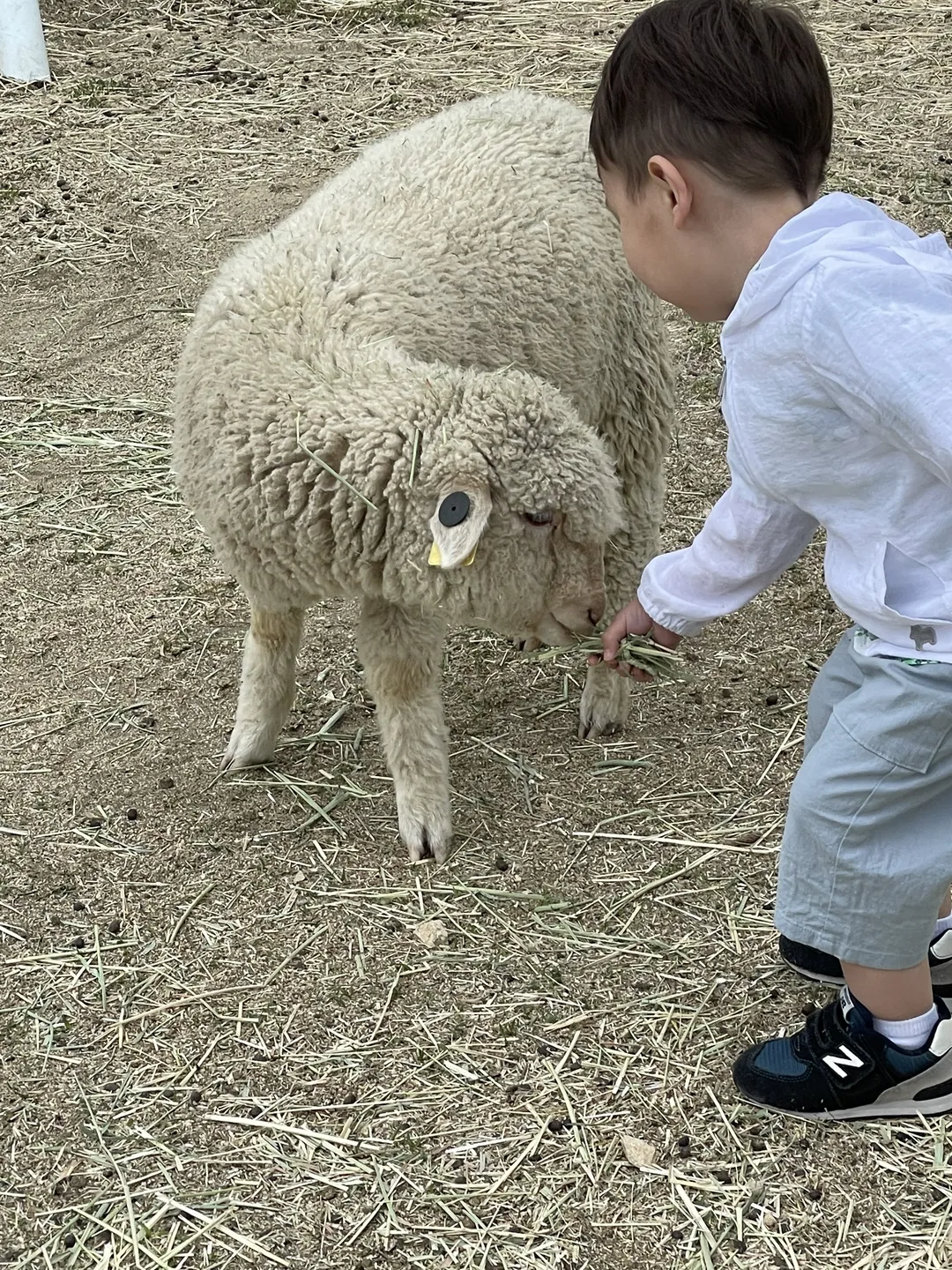 대관령 하늘목장