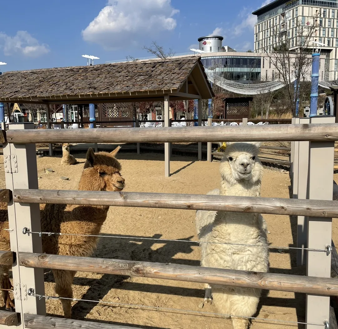 Zootopium photo 6