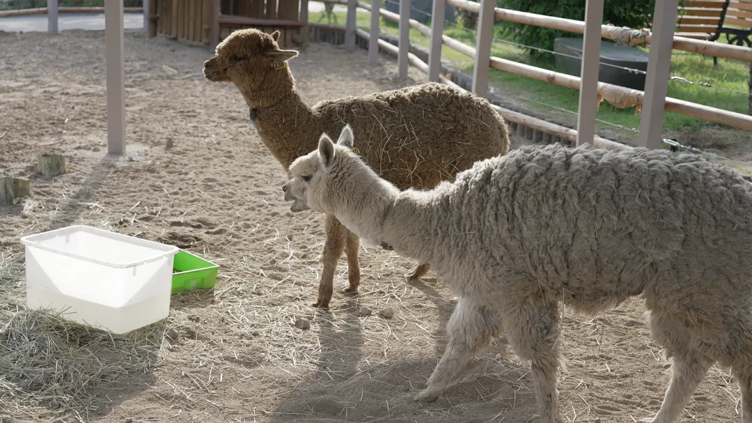 Zootopium photo 30