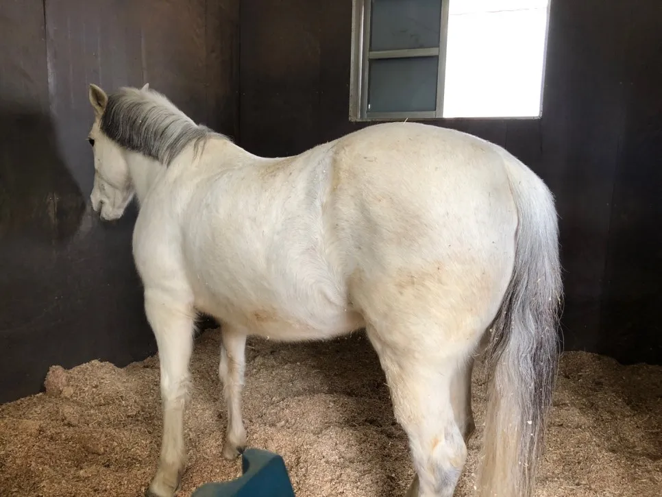 Pony Healing Riding Farm photo 12