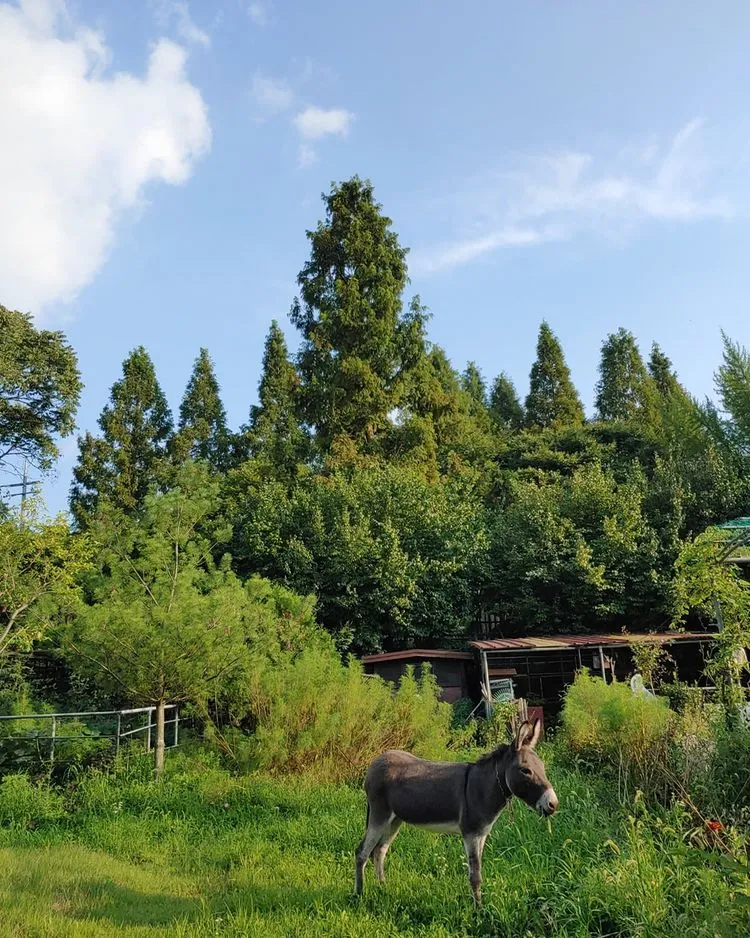 半月熊が住んでいた森 写真 15