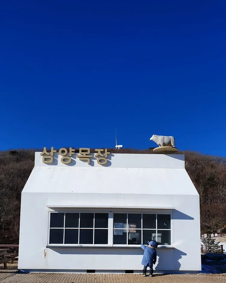 대관령 삼양라운드힐 사진 6
