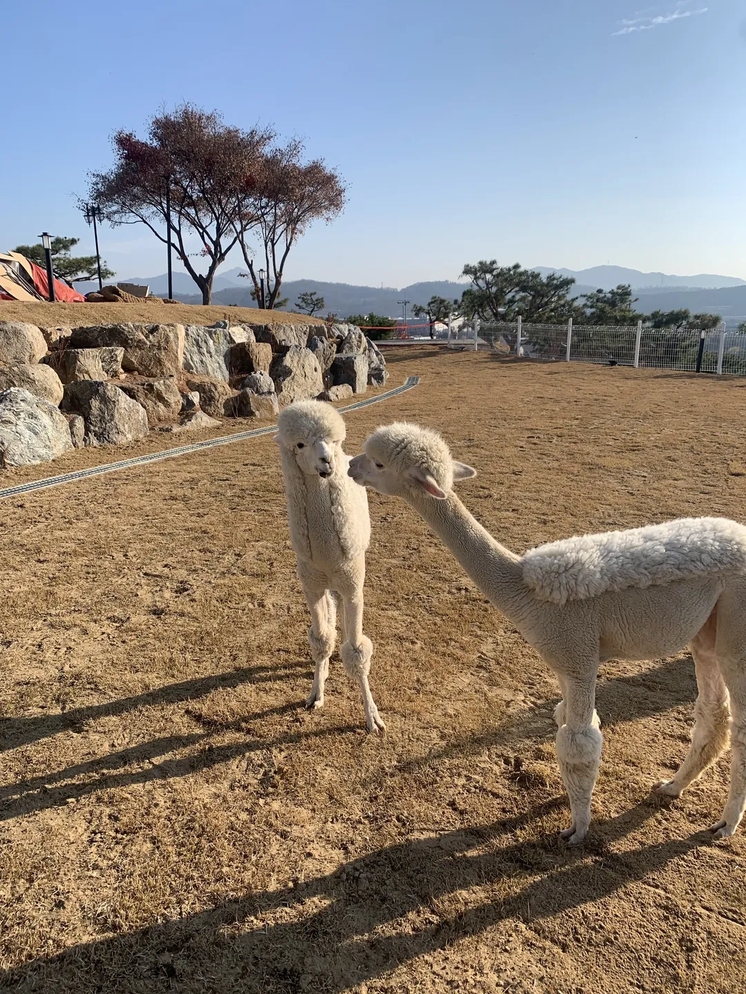 파차 사진 13