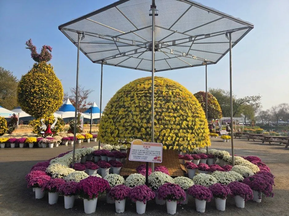 <축제> 부여국화축제 (26/10/30 ~ 26/11/08) 사진 7