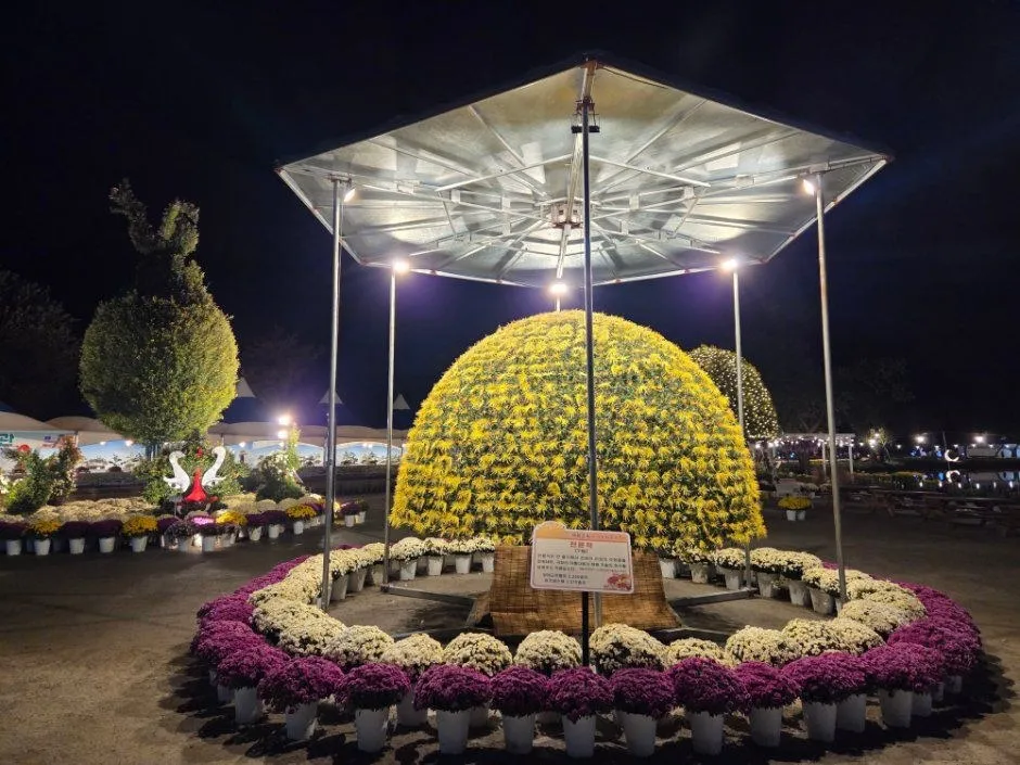 <축제> 부여국화축제 (26/10/30 ~ 26/11/08) 사진 8