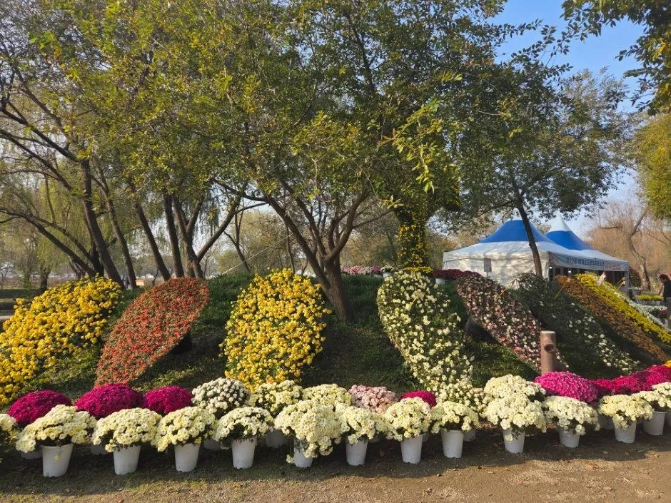 <축제> 부여국화축제 (26/10/30 ~ 26/11/08) 사진 9
