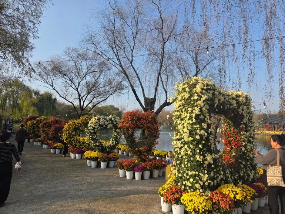 <축제> 부여국화축제 (26/10/30 ~ 26/11/08)