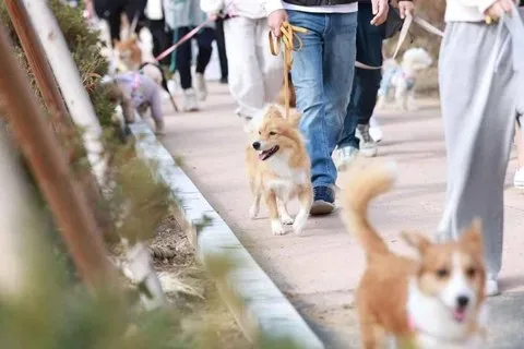 <축제> 포천 펫스타 (26/11/14) 사진 7