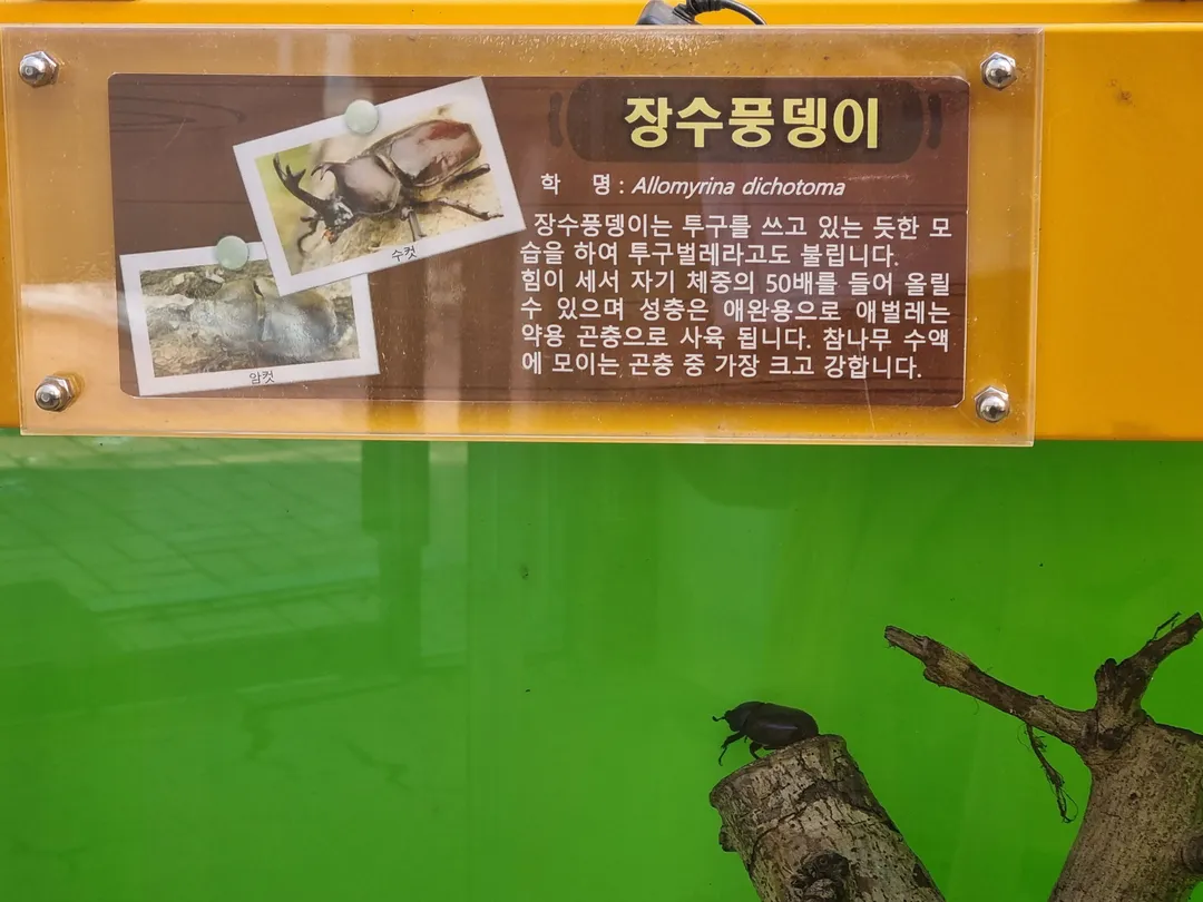 九里市昆虫生態館 写真 15