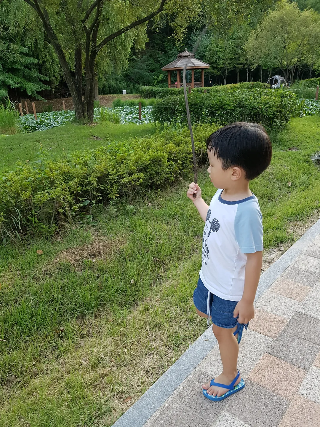 구갈레스피아 사진 7