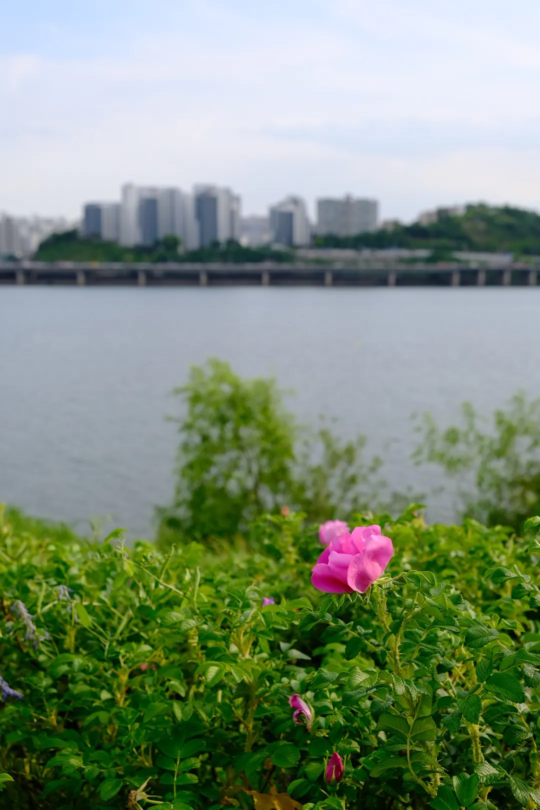 이촌 한강공원 사진 8