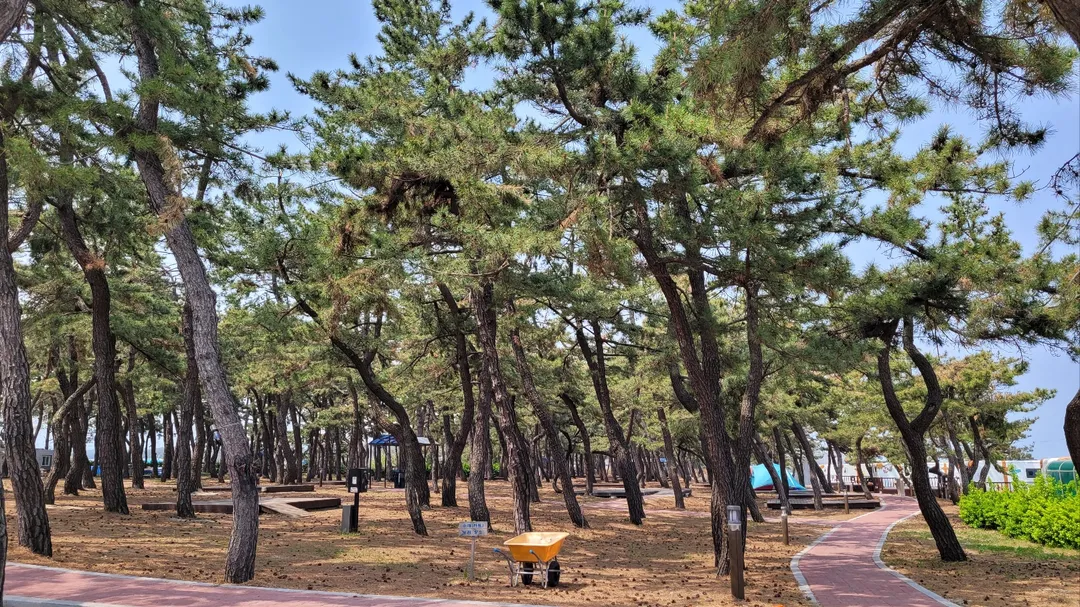 연곡해변솔향기캠핑장 사진 12