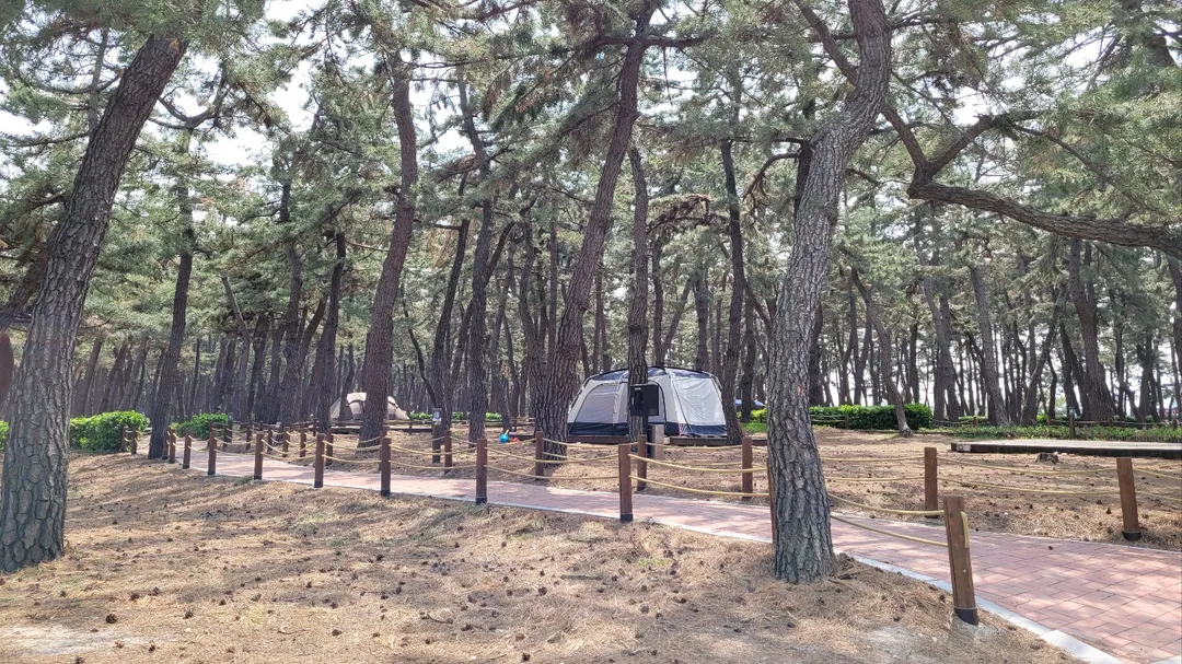 연곡해변솔향기캠핑장 사진 9