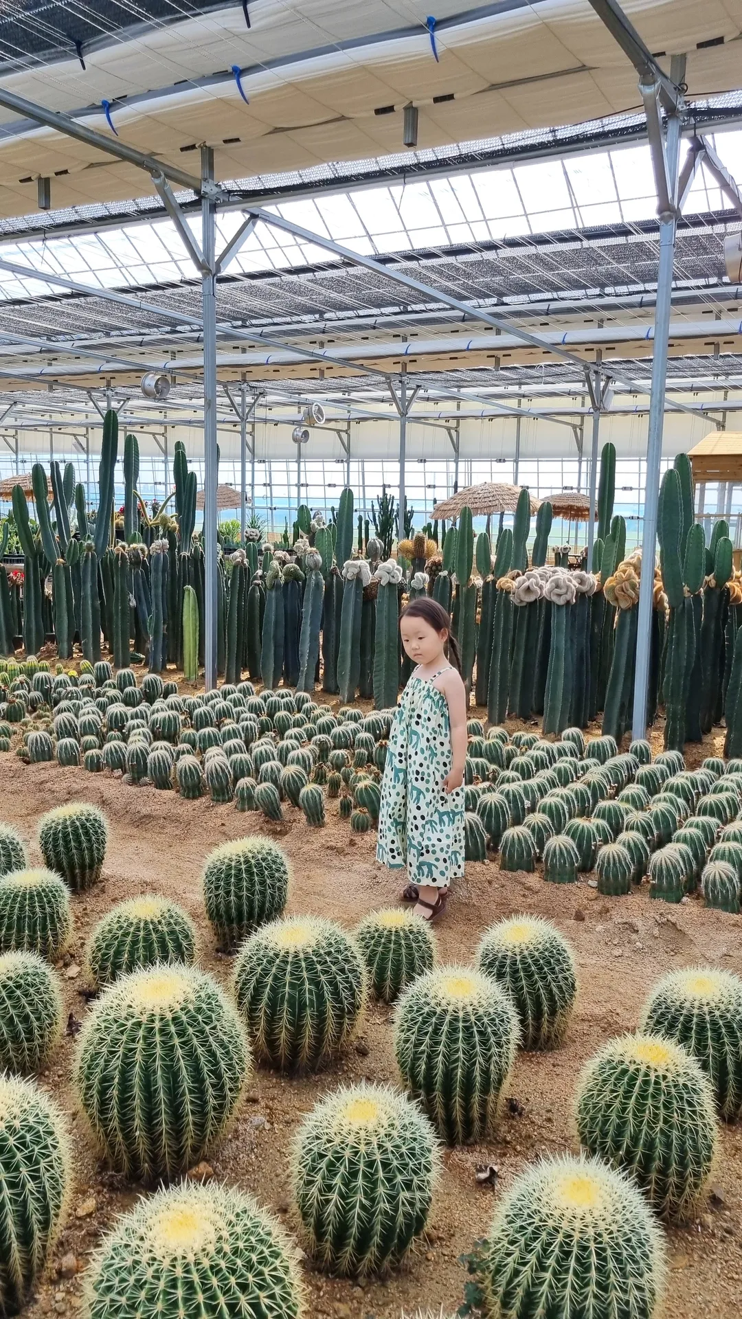 칵티부부 사진 8