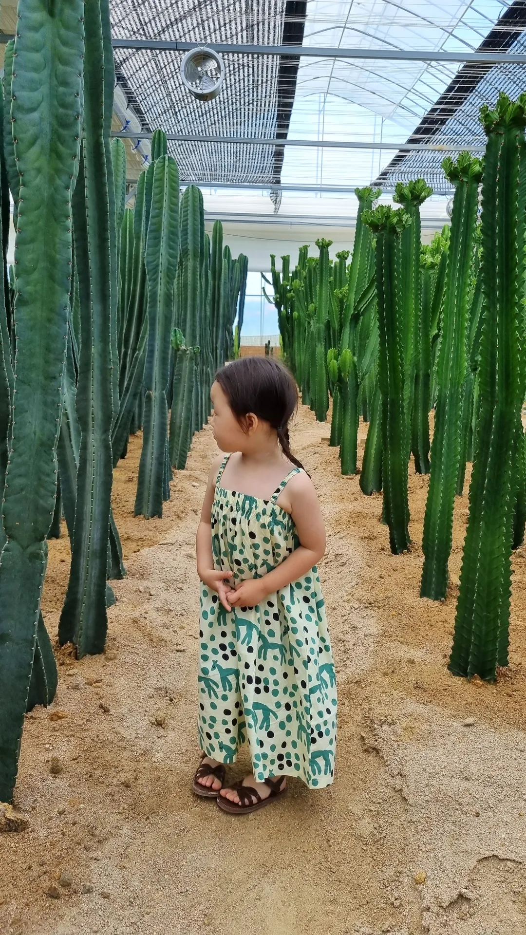칵티부부