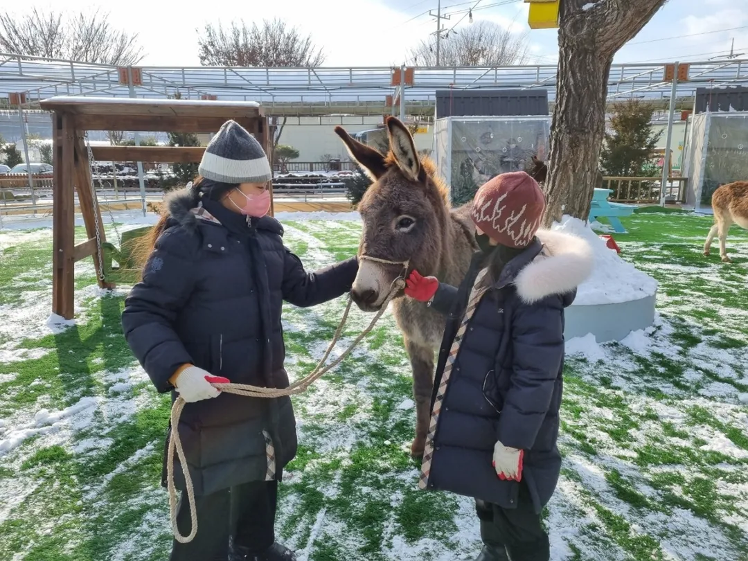 Hongcheon Donkey Village photo 8