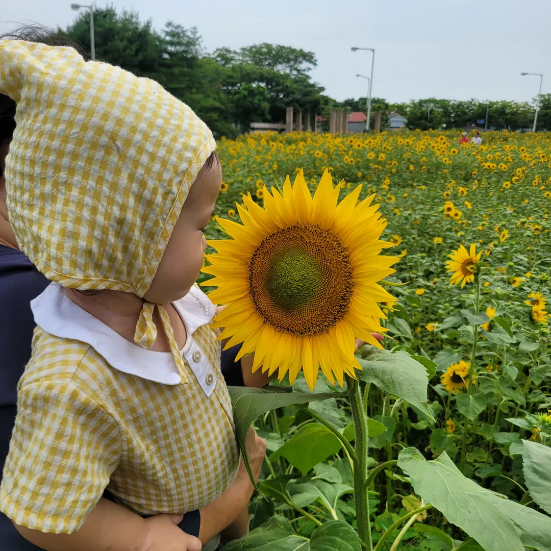 대부도 해바라기공원(대부유채꽃단지)