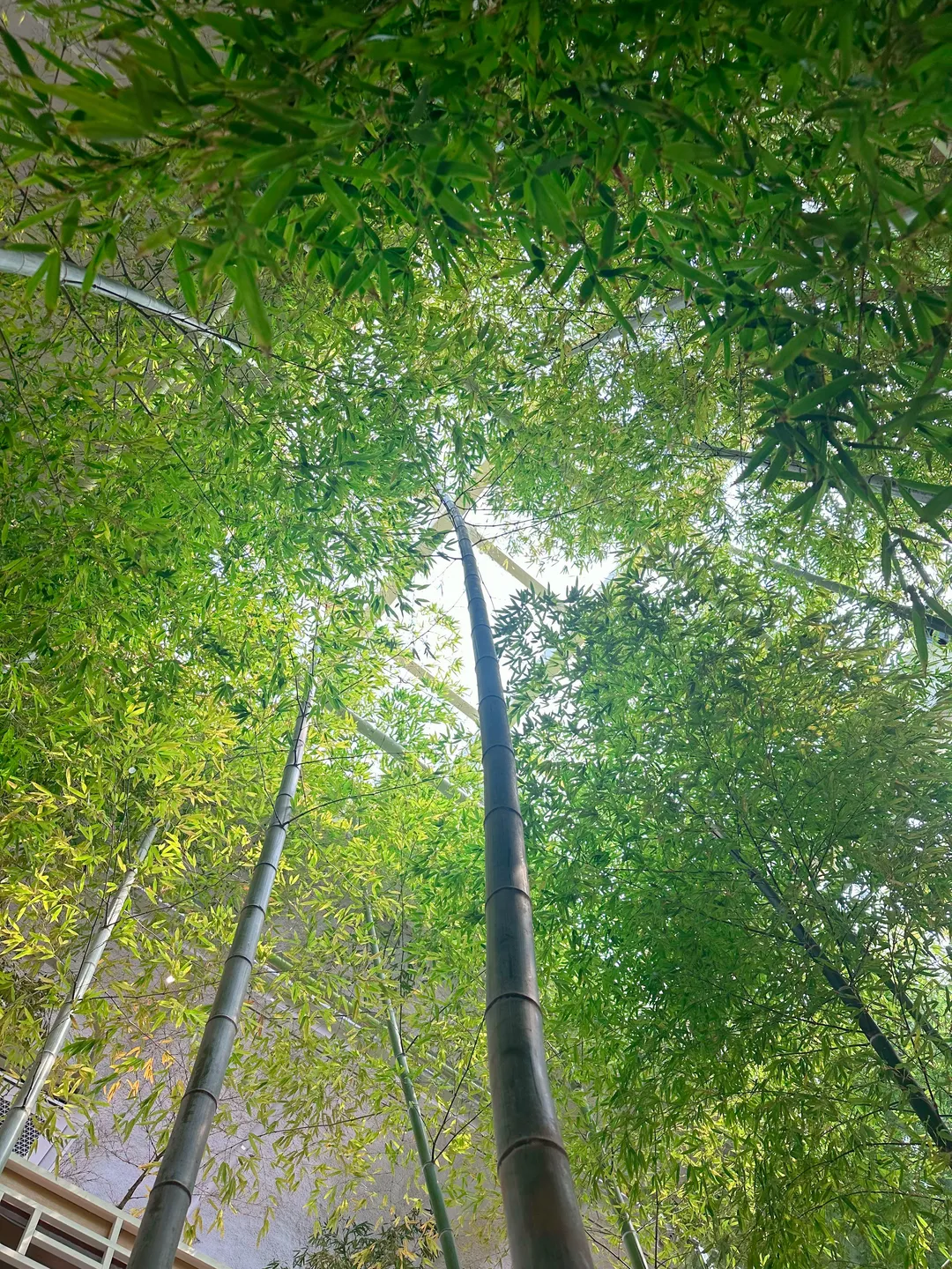 カフェ国立公園 写真 20