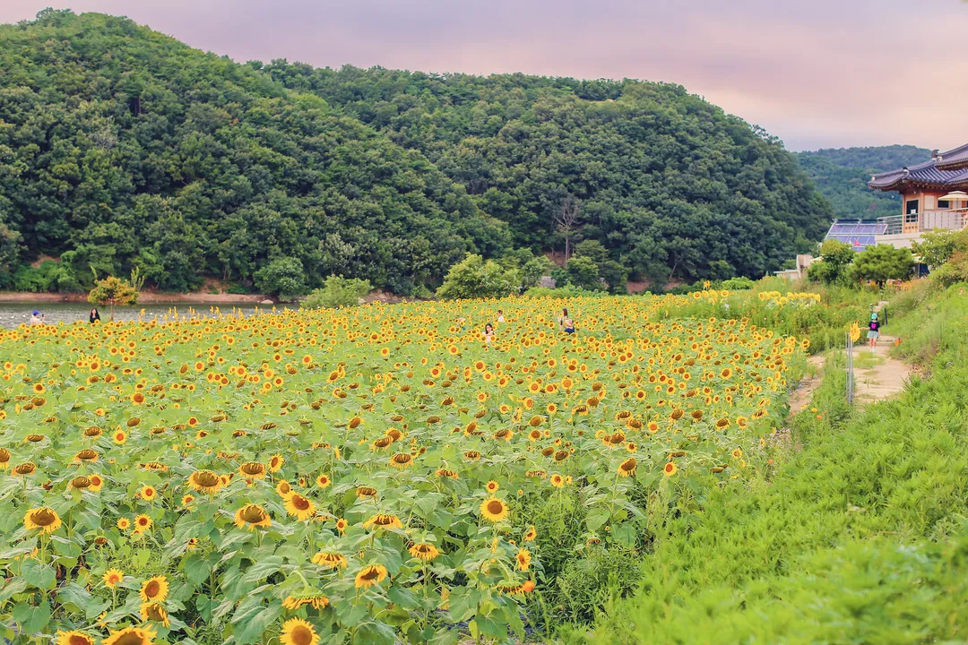 バシラ 写真 6