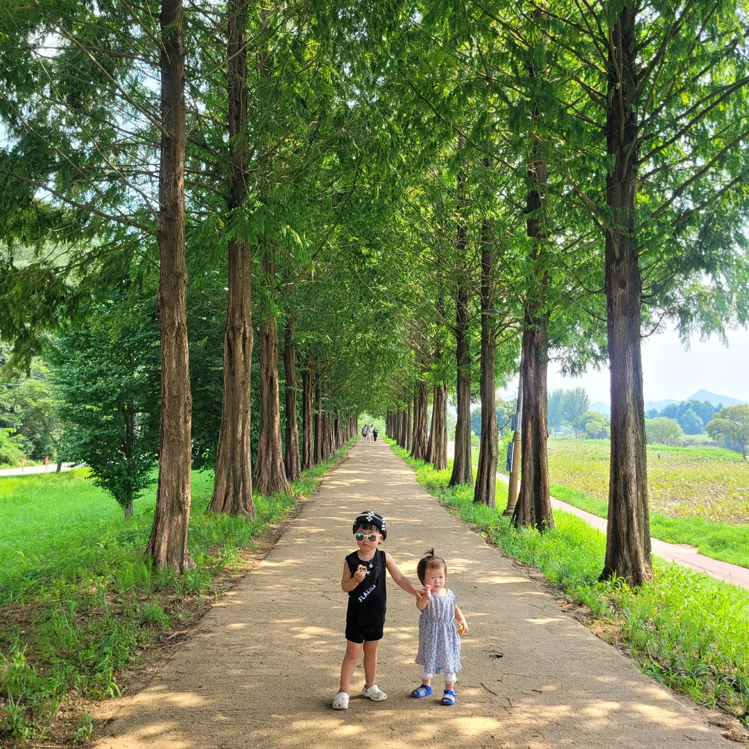 공주 메타세콰이어길